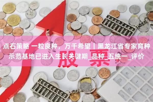 点石策略 一粒良种，万千希望｜黑龙江省专家育种示范基地已进入生长关键期_品种_五统一_评价
